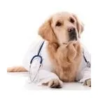 Business 6 image ALL CARE VETERINARY CENTRE Veterinarians in Killarney KY