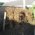 Business 1 image ARTHUR'S NURSERIES Tree Work & Forestry Services in Louth IE


