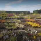 Business 3 image ARTHUR'S NURSERIES Tree Work & Forestry Services in Louth IE


