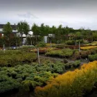 Business 4 image ARTHUR'S NURSERIES Tree Work & Forestry Services in Louth IE


