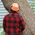 Business 3 image ASHWOOD TREE SERVICES Tree Work & Forestry Services in Dublin IE


