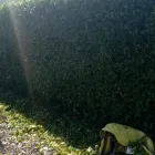 Business 4 image ATLAS GARDENING AND STEAM CLEANING Trees & Shrubs in Dublin D