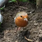 Business 4 image BEAUTIFUL GARDEN Tree Work & Forestry Services in Dublin IE


