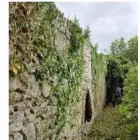 Business 3 image BERNARD'S GARDEN MAINTENANCE Tree Work & Forestry Services in Ballsbridge D