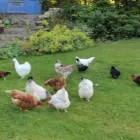 Business 1 image BLOSSOM HILL BED AND BREAKFAST Bed & Breakfast (see Also Accommodation) in Killaloe CE