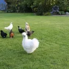 Business 4 image BLOSSOM HILL BED AND BREAKFAST Guest Houses (see Also Accommodation) in Killaloe CE