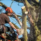 Business 2 image CAVAN TREE SERVICES Tree Work & Forestry Services in Cavan IE


