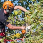 Business 3 image CAVAN TREE SERVICES Tree Work & Forestry Services in Cavan IE


