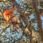 Business 5 image CAVAN TREE SERVICES Tree Work & Forestry Services in Cavan IE


