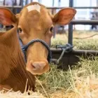 Business 1 image COUNTRY PRODUCTS LIMITED Industries & Agriculture in Meath KK