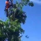 Business 4 image DC TREE SERVICES Tree Work & Forestry Services in Dublin IE


