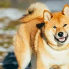 Business 1 image DOGS IRELAND Pet Shops, Foods & Supplies in Dublin D