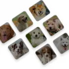Business 2 image DOGS IRELAND Pet Shops, Foods & Supplies in Dublin D