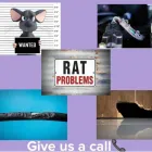 Business 1 image DUBLIN PEST CONTROL-LOW COST Pest Controls in Dublin IE


