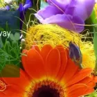 Business 1 image EVERGREEN FLORIST Florists in Galway G