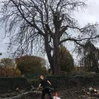 Business 4 image FLANNERY’S TREE CARE Trees & Shrubs in Dublin IE


