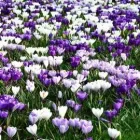 Business 3 image HEALING WELL Holistic Medicine Practitioners in Dublin IE


