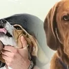 Business 1 image JOHN O'DWYER SMALL ANIMAL HOSPITAL Veterinarians in Limerick IE


