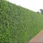 Business 2 image JOHN SLEVIN LANDSCAPING & GARDEN MAINTENANCE Tree Work & Forestry Services in Laois LS