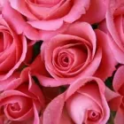 Business 2 image KANES FLORIST Shopping in Dublin IE


