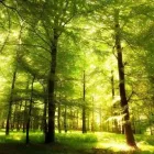 Business 1 image KILDARE TREE & LANDSCAPING SERVICES Tree Service/surgeons in Kildare KE