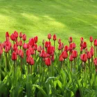 Business 4 image LIMERICK LANDSCAPE AND GARDEN DESIGN Tree Work & Forestry Services in Limerick IE


