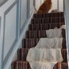 Business 4 image MICKS PAINTING & DECORATING Wallpapers & Wallcoverings in Louth IE


