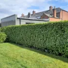 Business 21 image NEWLINE GARDENING LANDSCAPING Landscape Gardeners & Contractors in Dublin D