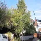 Business 32 image NEWLINE GARDENING LANDSCAPING Landscape Gardeners & Contractors in Dublin D