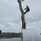 Business 1 image O’KENNEDY TREE CARE Tree Service/surgeons in Cork CO