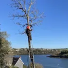 Business 3 image O’KENNEDY TREE CARE Tree Service/surgeons in Cork CO