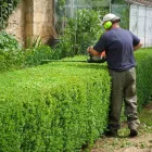 Business 1 image PAT O'HARA & SONS TREE SURGEONS Tree Work & Forestry Services in Dublin IE


