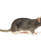 Business 1 image RAPTOR PEST CONTROL Window Manufacturers & Suppliers in Ashbourne MH