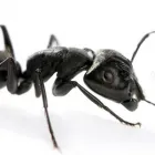 Business 2 image RAPTOR PEST CONTROL Window Manufacturers & Suppliers in Ashbourne MH