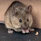 Business 3 image RAPTOR PEST CONTROL Window Manufacturers & Suppliers in Ashbourne MH