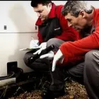 Business 1 image RENTOKIL PEST CONTROL ATHLONE BRANCH Real Estate & Home Improvement in Athlone WH