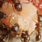 Business 2 image RENTOKIL PEST CONTROL NAAS BRANCH Travel & Tourism in Naas KE