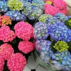 Business 1 image SOMETHING SPECIAL FLORIST Shopping in Trim MH