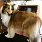 Business 1 image THE GROOMING COMPANY Veterinarians in Blanchardstown D