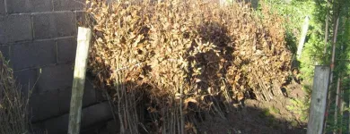 Business 1 image ARTHUR'S NURSERIES Tree Work & Forestry Services in Louth IE


