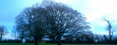 Business 3 image D & J TREE SERVICES Wood Cutting Services in Passage East WD