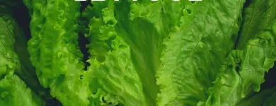Business 14 image FRESH FOOD CO EU Fruit & Vegetable Merchants & Markets in Dublin D