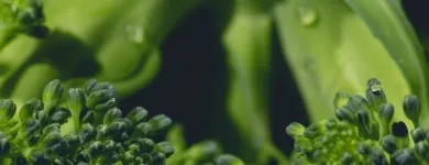 Business 15 image FRESH FOOD CO EU Fruit & Vegetable Merchants & Markets in Dublin D