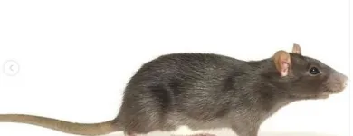 Business 1 image RAPTOR PEST CONTROL Window Manufacturers & Suppliers in Ashbourne MH