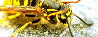 Business 4 image RAPTOR PEST CONTROL Window Manufacturers & Suppliers in Ashbourne MH