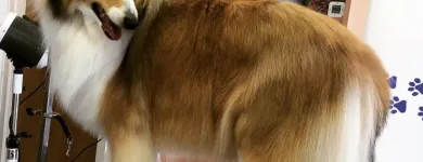 Business 1 image THE GROOMING COMPANY Veterinarians in Blanchardstown D