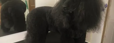 Business 3 image THE GROOMING COMPANY Veterinarians in Blanchardstown D