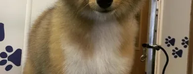 Business 4 image THE GROOMING COMPANY Veterinarians in Blanchardstown D