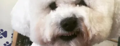 Business 5 image THE GROOMING COMPANY Veterinarians in Blanchardstown D