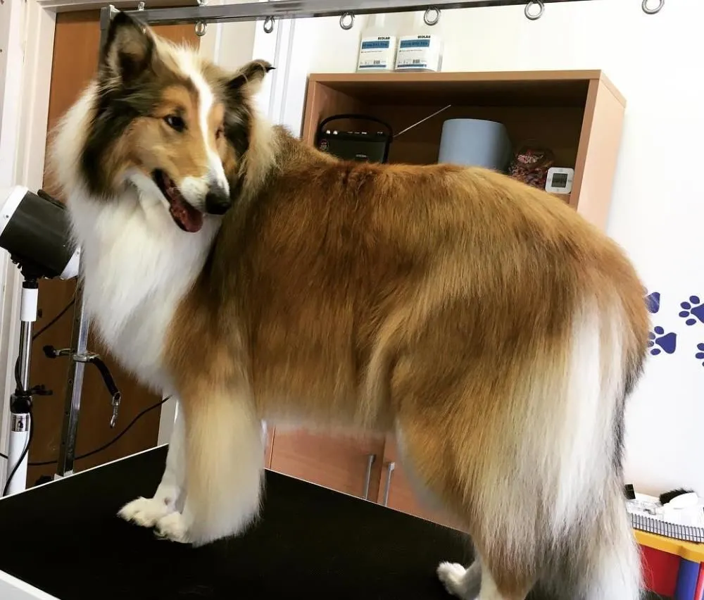 Business 1 image THE GROOMING COMPANY